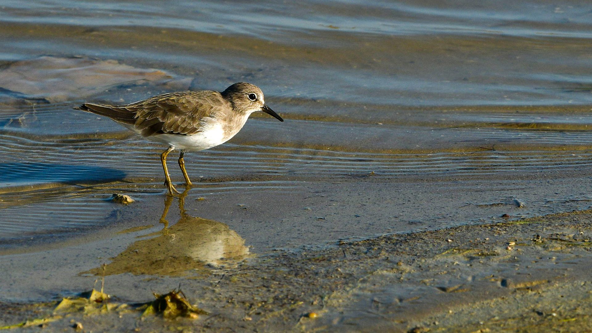 Temminck's Stint